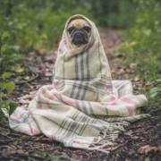 Wrapped Spotify
