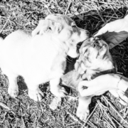 playlist animali spotify